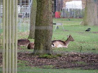 Gamo